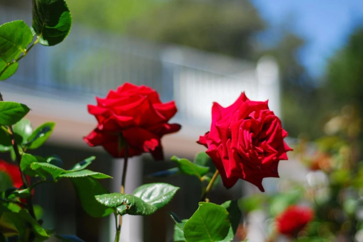 Mangapapa Hotel - Hotel Photo 35