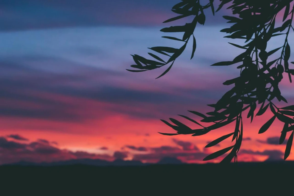 Rosell Boher Winery Lodge & Spa - Hotel Photo 38