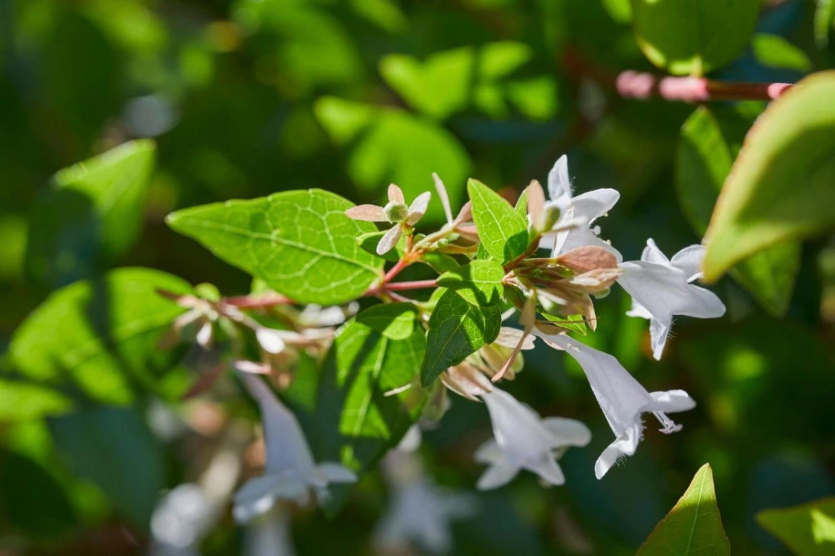Mandarin Oriental Santiago - Hotel Photo 15