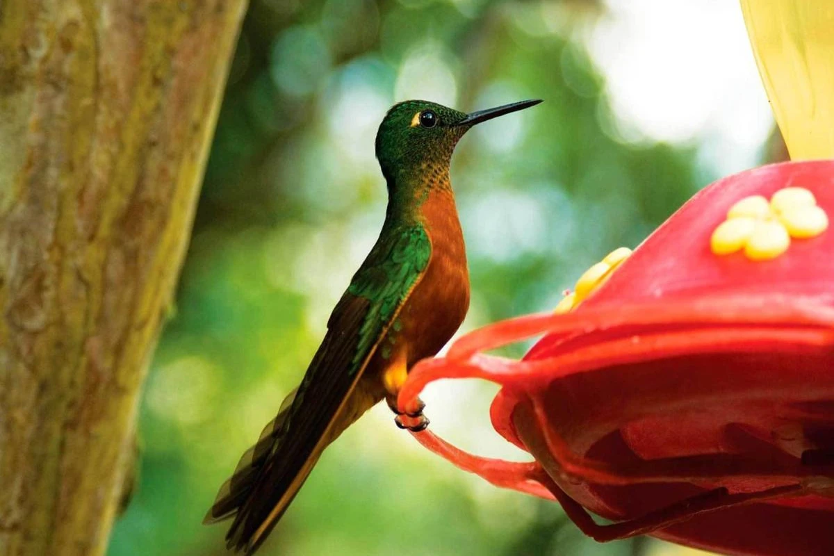 Inkaterra Machu Picchu Pueblo - Hotel Photo 31