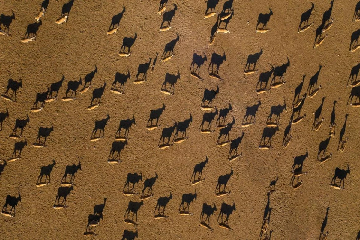 Anantara Sir Bani Yas Island Al Sahel Villa Resort - Hotel Photo 7