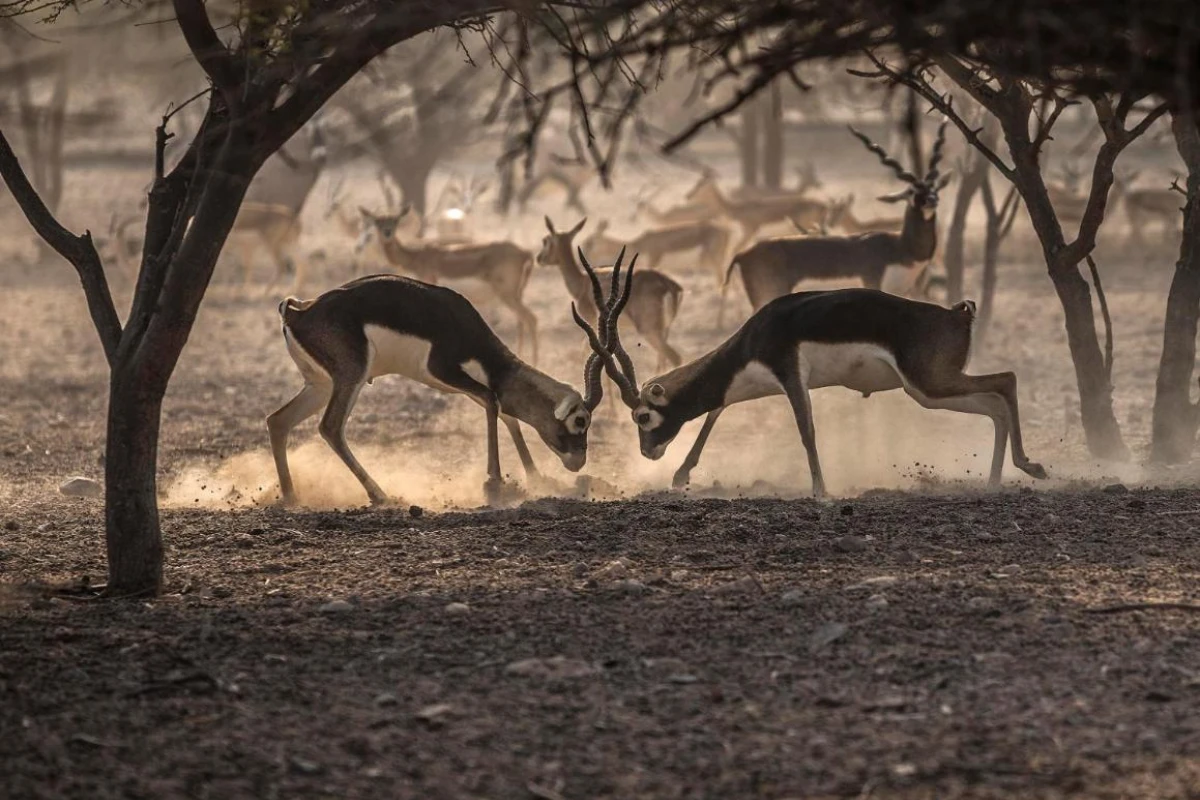 Anantara Sir Bani Yas Island Al Sahel Villa Resort - Hotel Photo 10