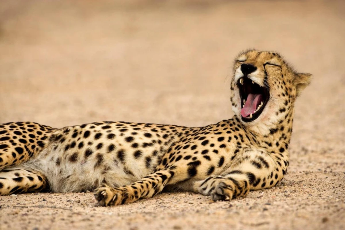 Anantara Sir Bani Yas Island Al Sahel Villa Resort - Hotel Photo 25