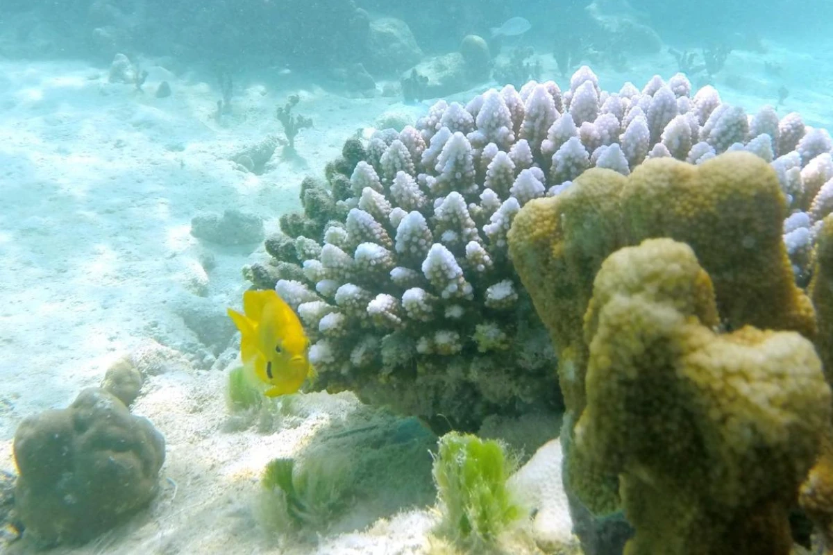 Cerf Island Resort - Hotel Photo 21