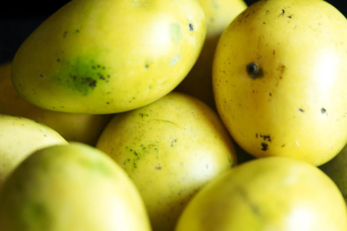 Taj Nadesar Palace - Hotel Photo 23