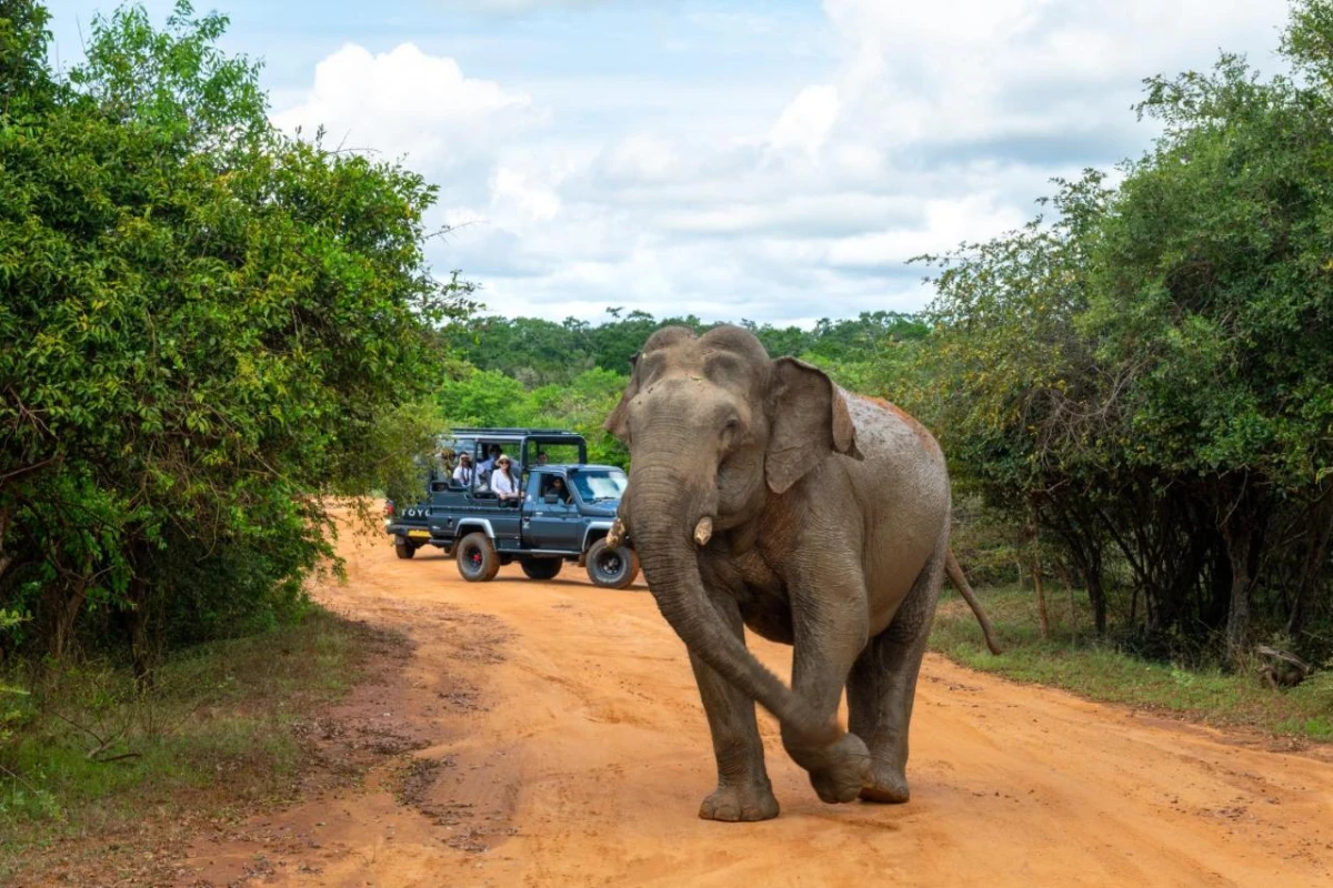 Hilton Yala Resort - Hotel Photo 42