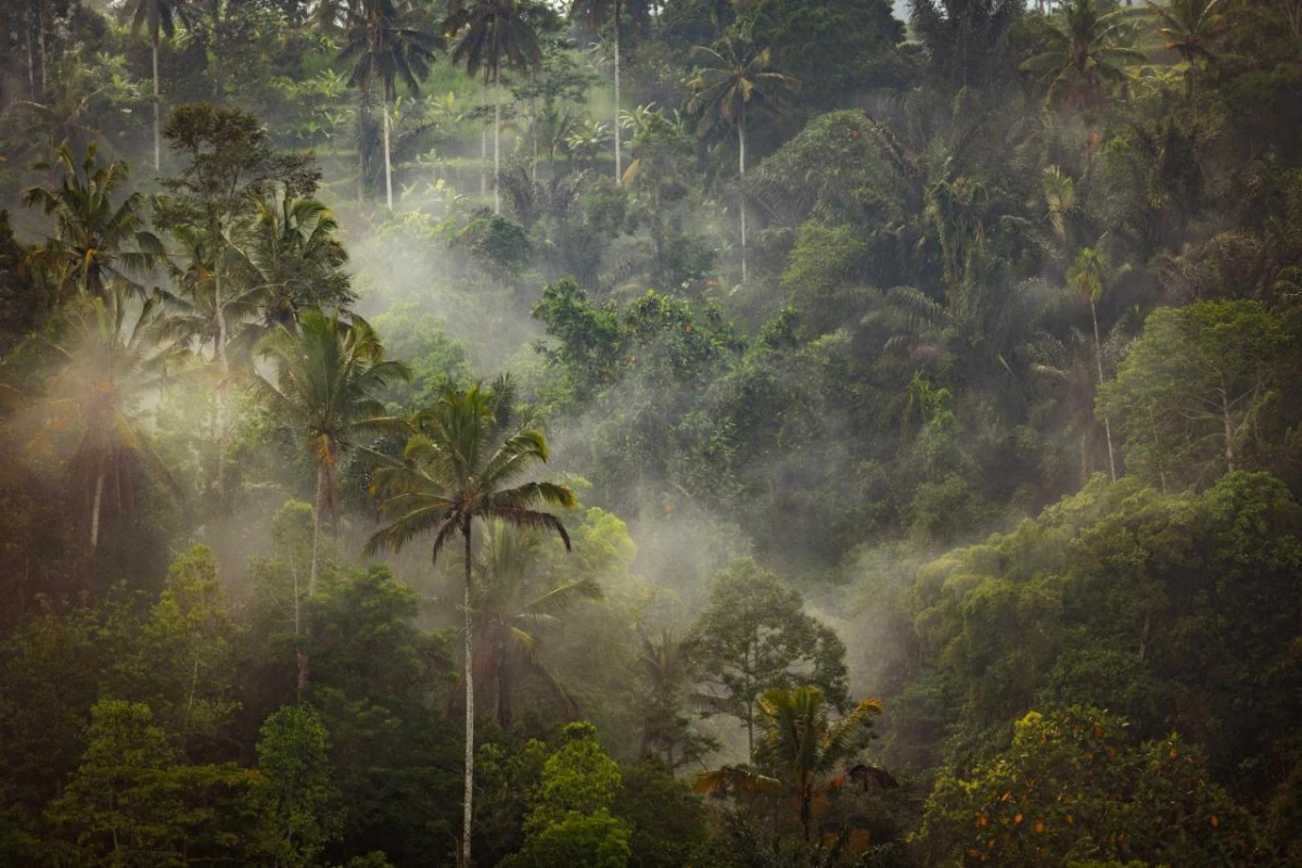 Anantara Ubud Bali Resort - Hotel Photo 46