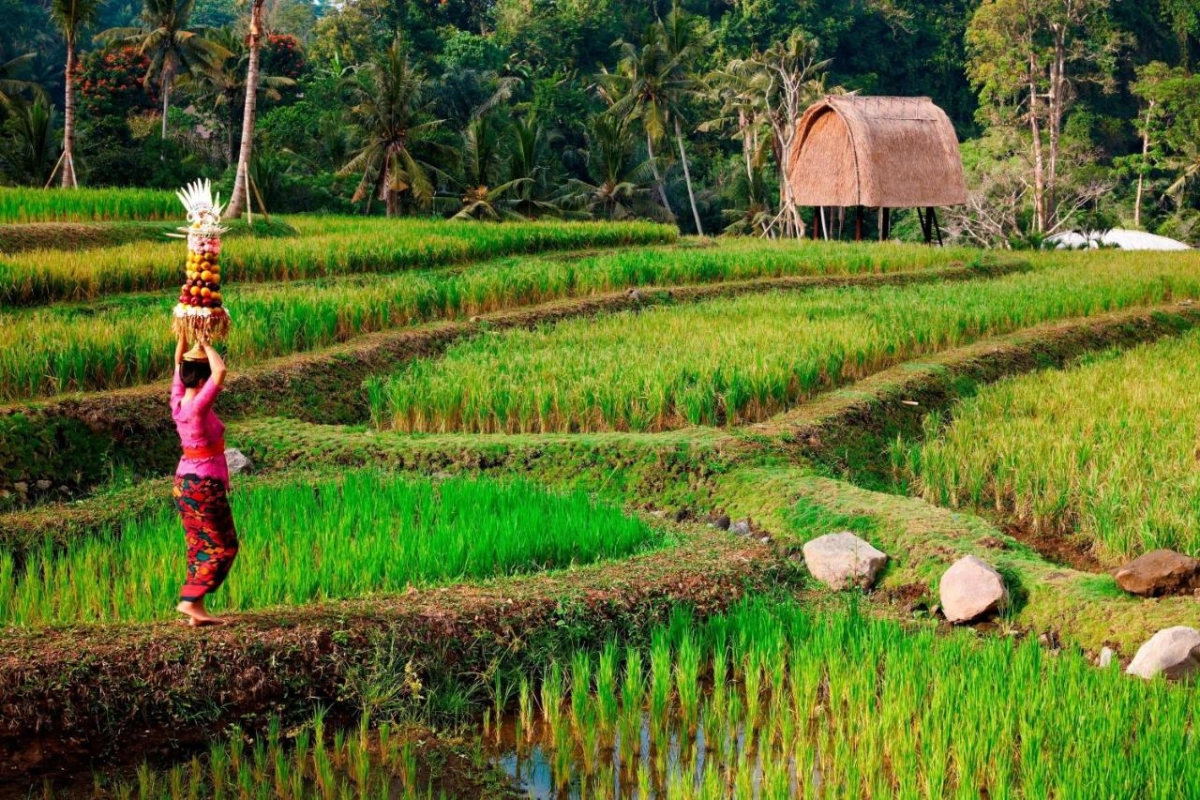 Mandapa Ritz-Carlton Reserve - Hotel Photo 5