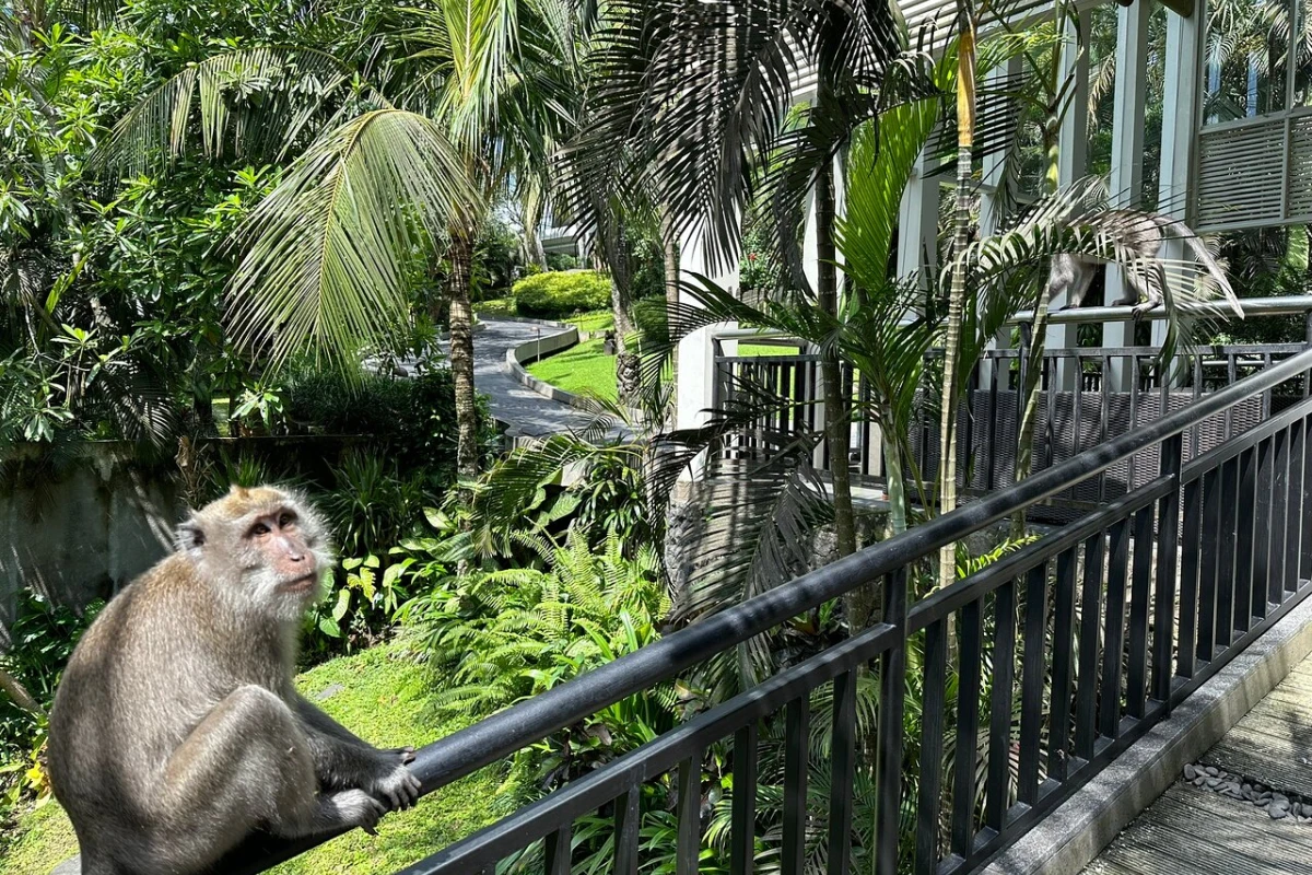 Royal Kamuela at Monkey Forest - Hotel Photo 28