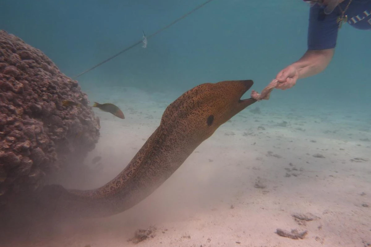 Muri Beach Club - Hotel Photo 32