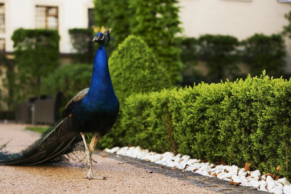 The Grand Mark Prague - Hotel Photo 21