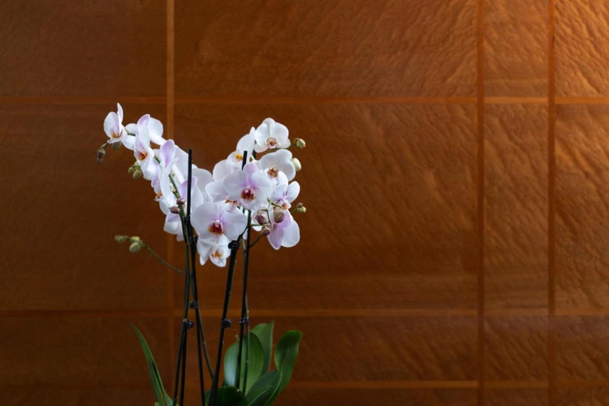 COMO The Halkin - Hotel Photo 41