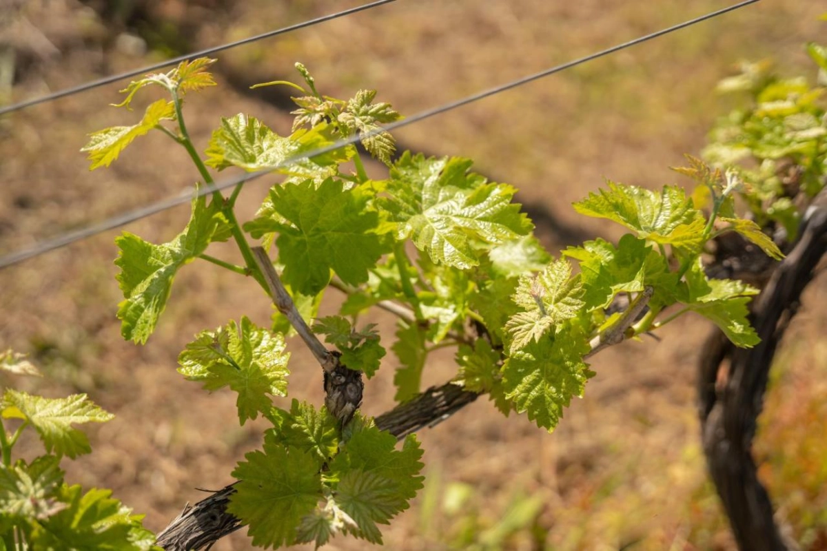 Casa da Calcada Relais & Chateaux - Hotel Photo 44