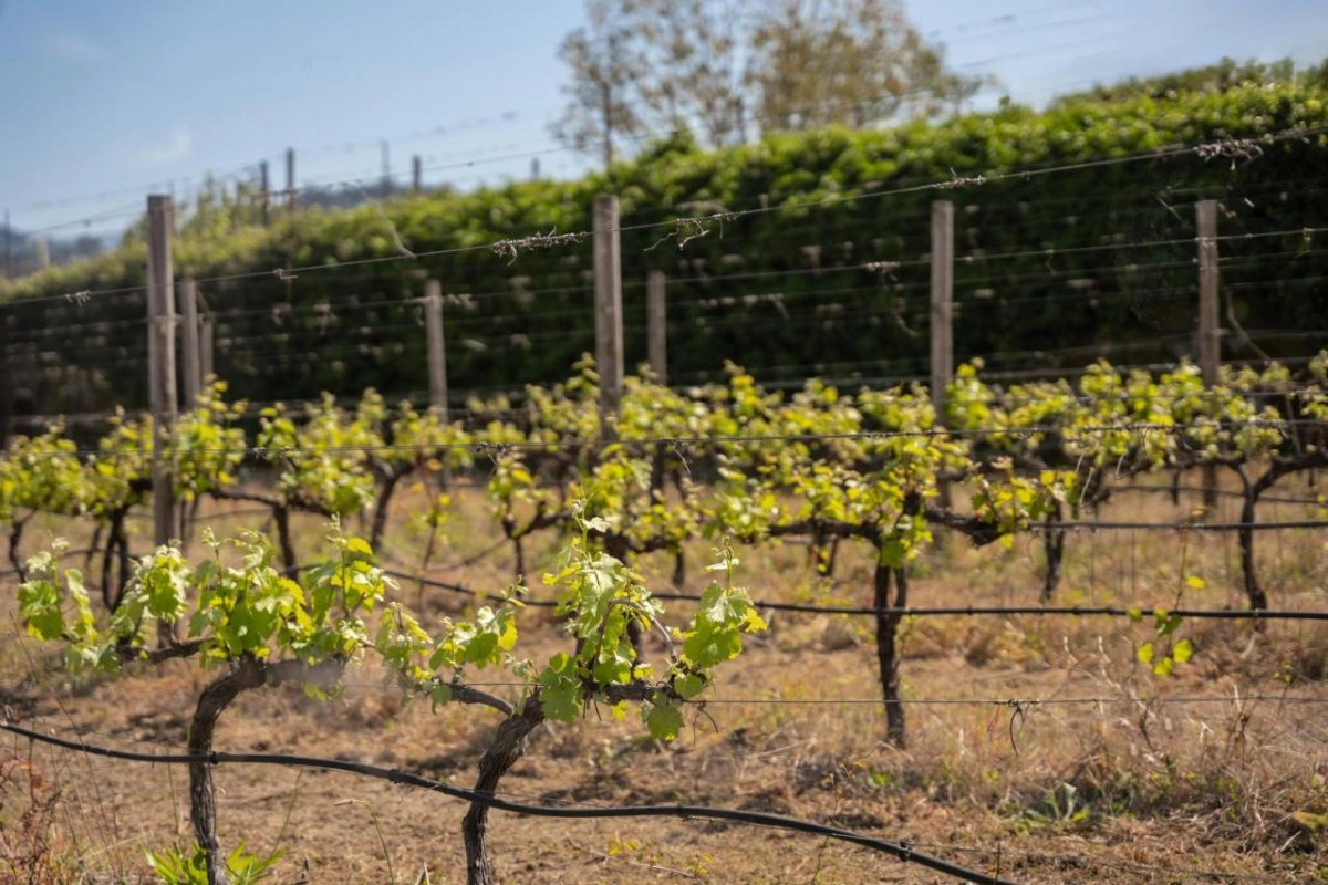 Casa da Calcada Relais & Chateaux - Hotel Photo 45