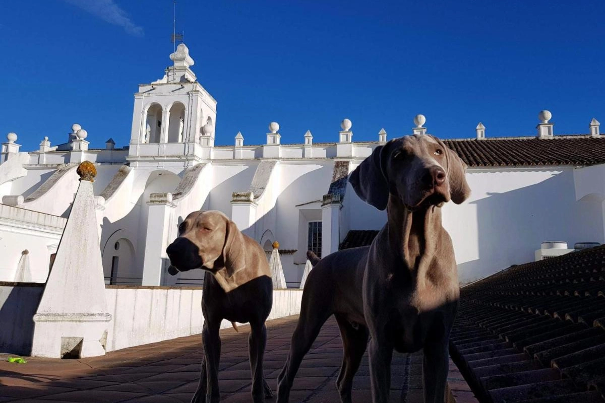 Convento Do Espinheiro & Spa Hotel - Hotel Photo 39
