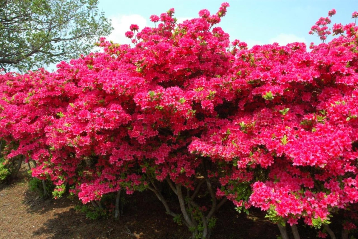 Ito Ryokuyu - Hotel Photo 39