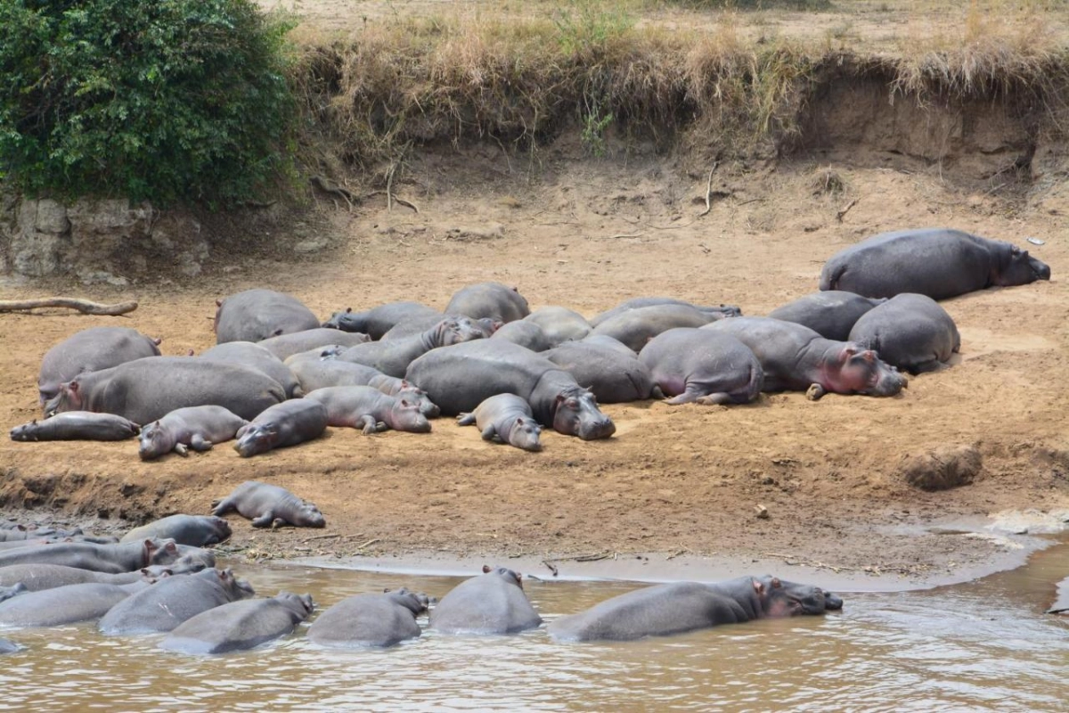 Neptune Mara Rianta Luxury Camp - Hotel Photo 15