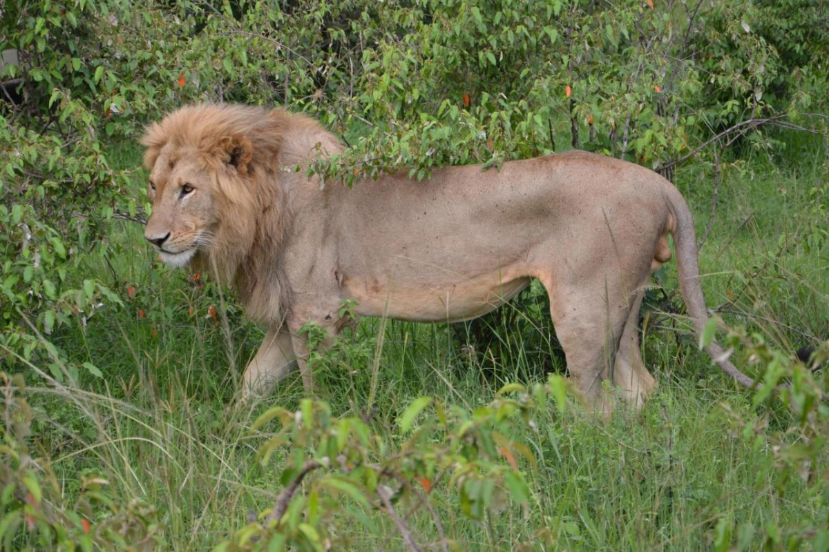 Neptune Mara Rianta Luxury Camp - Hotel Photo 19