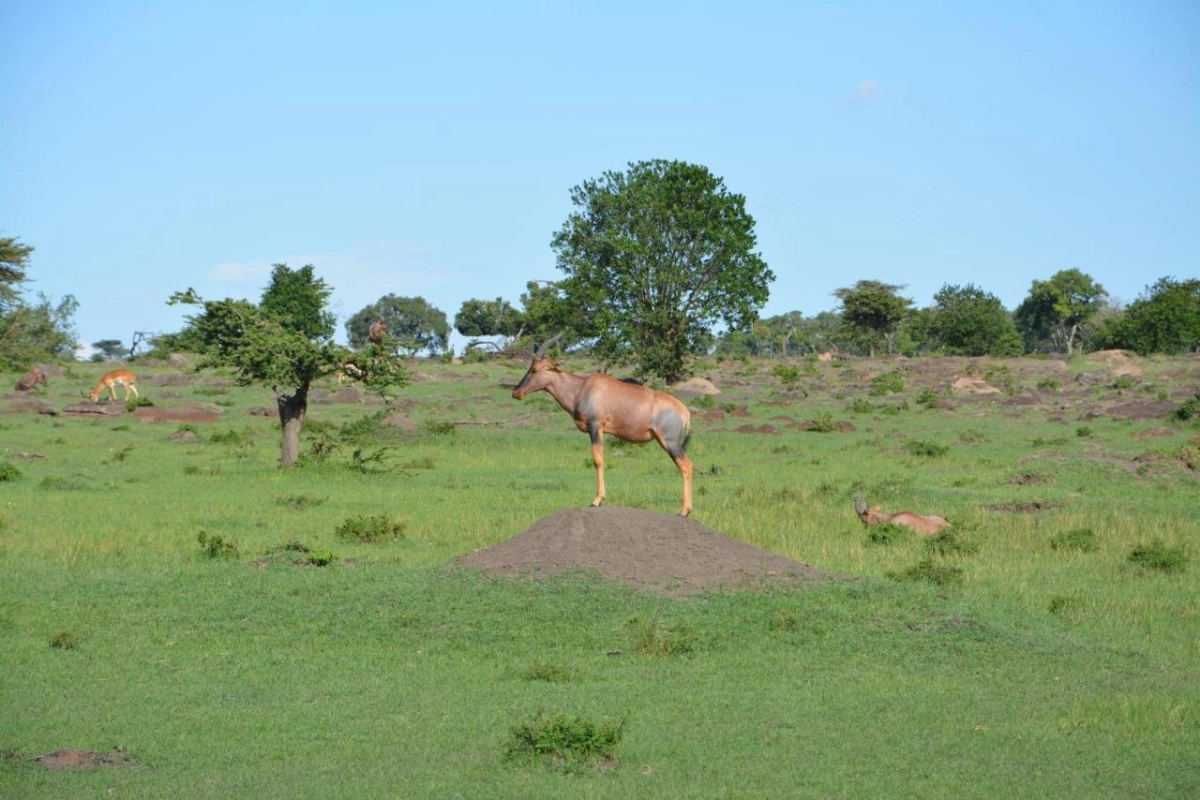 Neptune Mara Rianta Luxury Camp - Hotel Photo 32