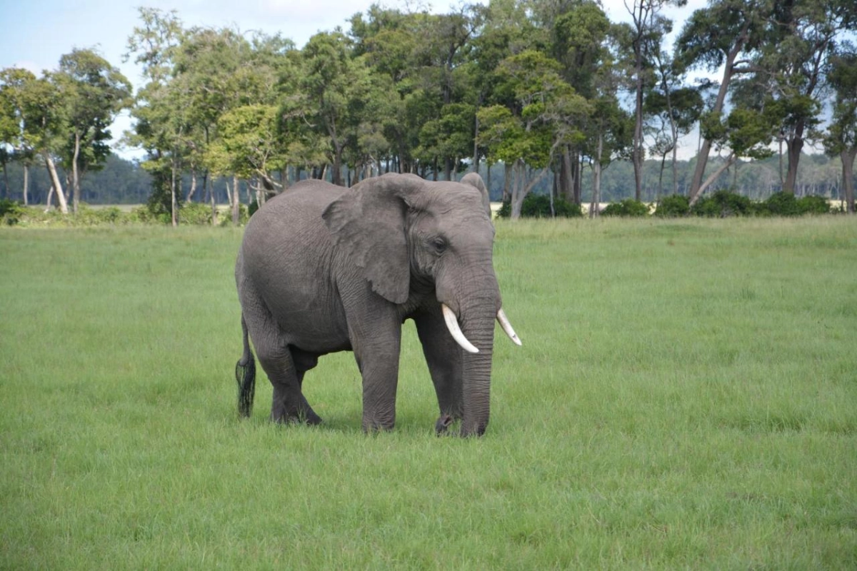 Neptune Mara Rianta Luxury Camp - Hotel Photo 35