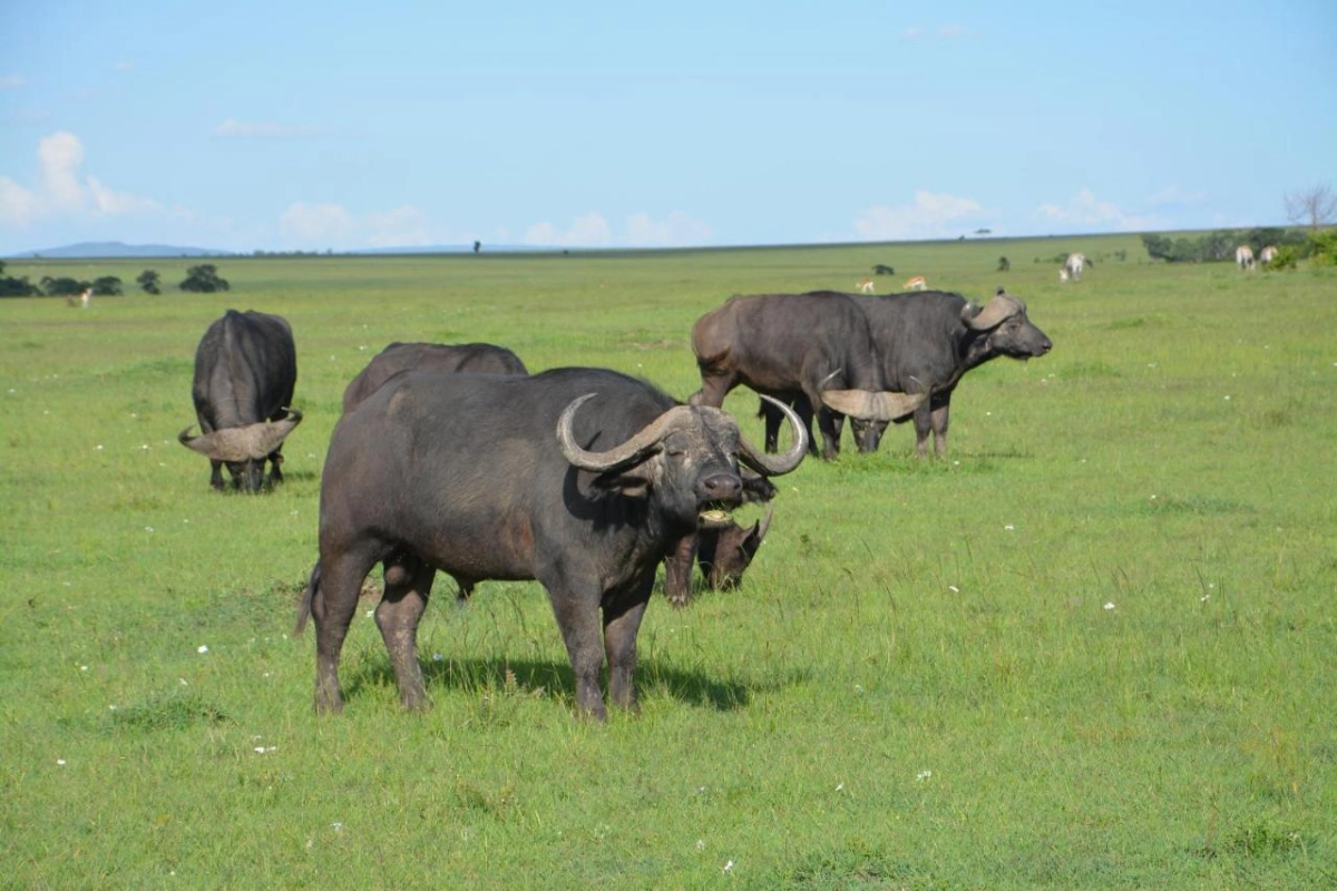 Neptune Mara Rianta Luxury Camp - Hotel Photo 47