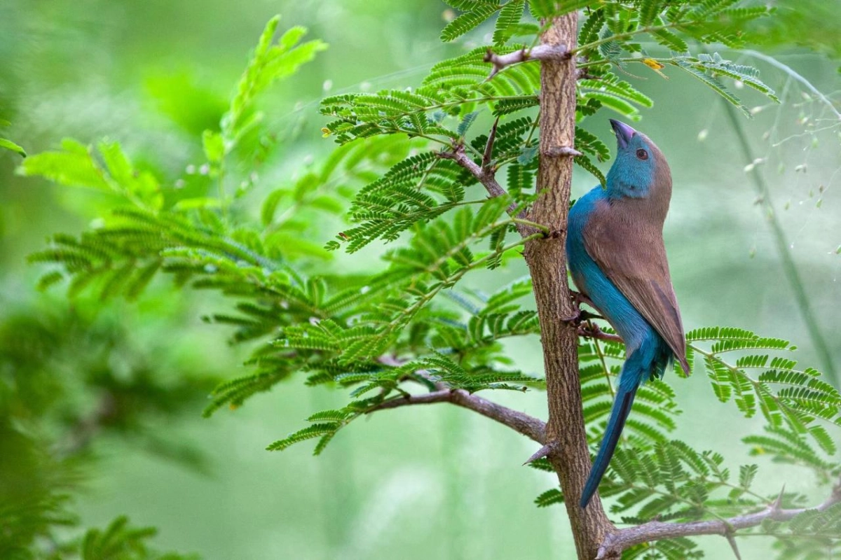 Mbano Manor Hotel Victoria Falls - Hotel Photo 29