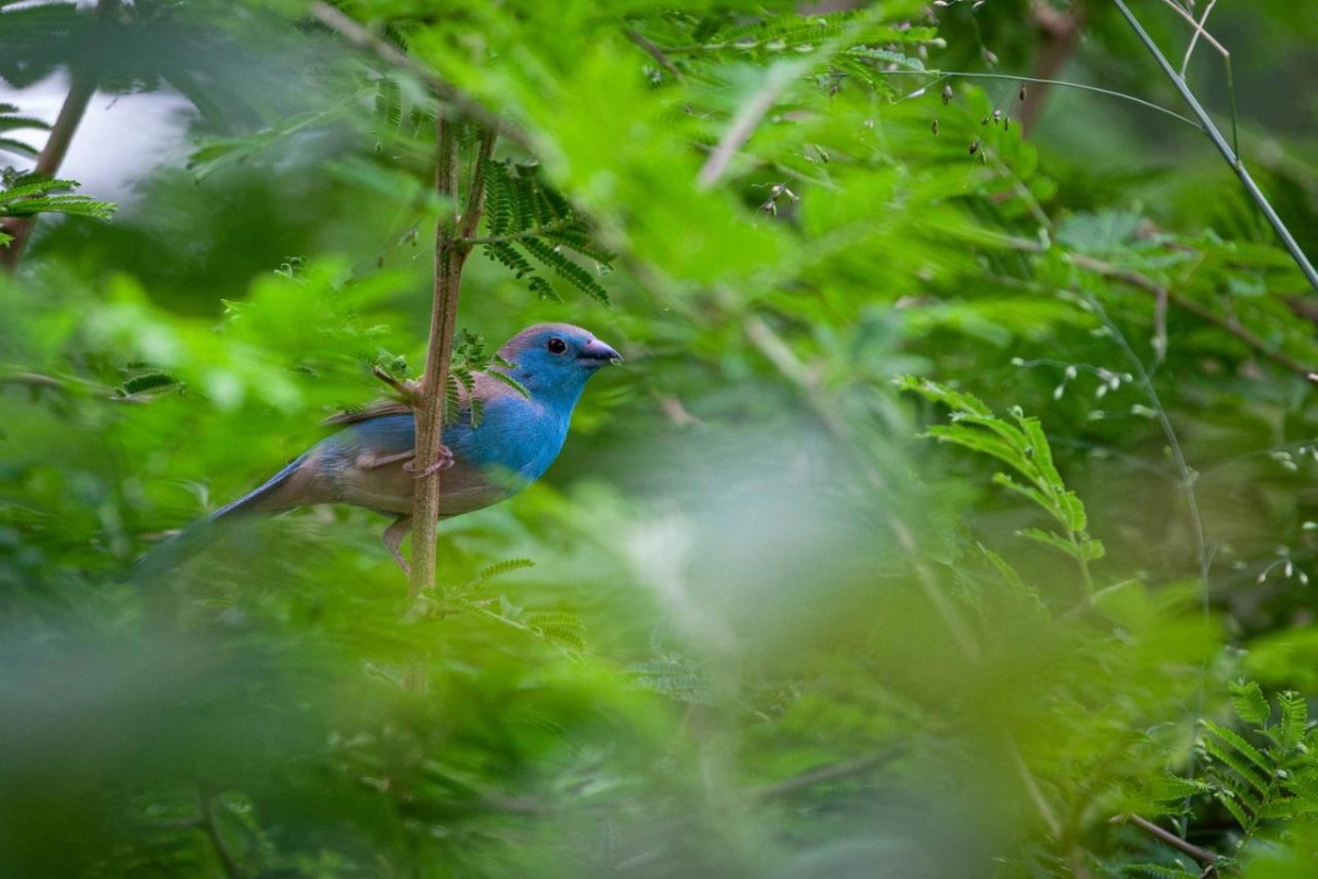 Mbano Manor Hotel Victoria Falls - Hotel Photo 43
