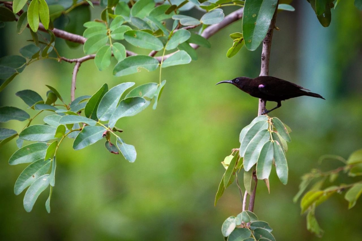 Mbano Manor Hotel Victoria Falls - Hotel Photo 49