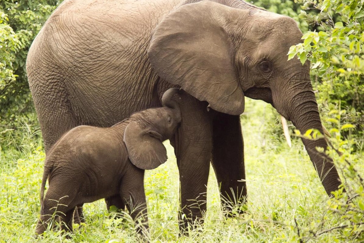 Victoria Falls Safari Club - Hotel Photo 23