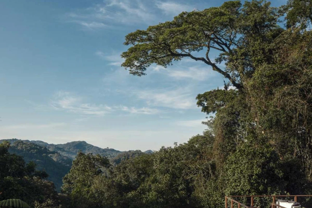 One&Only Nyungwe House - Hotel Photo 4