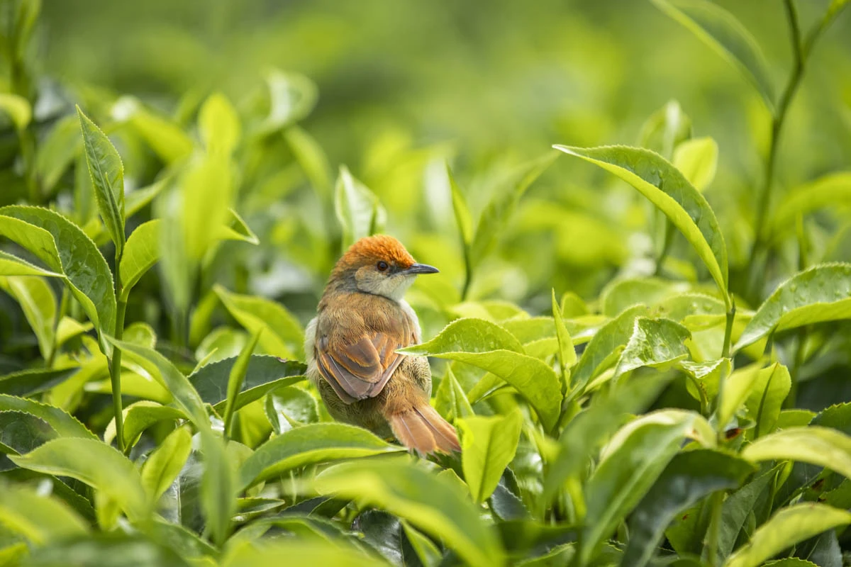 One&Only Nyungwe House - Hotel Photo 7