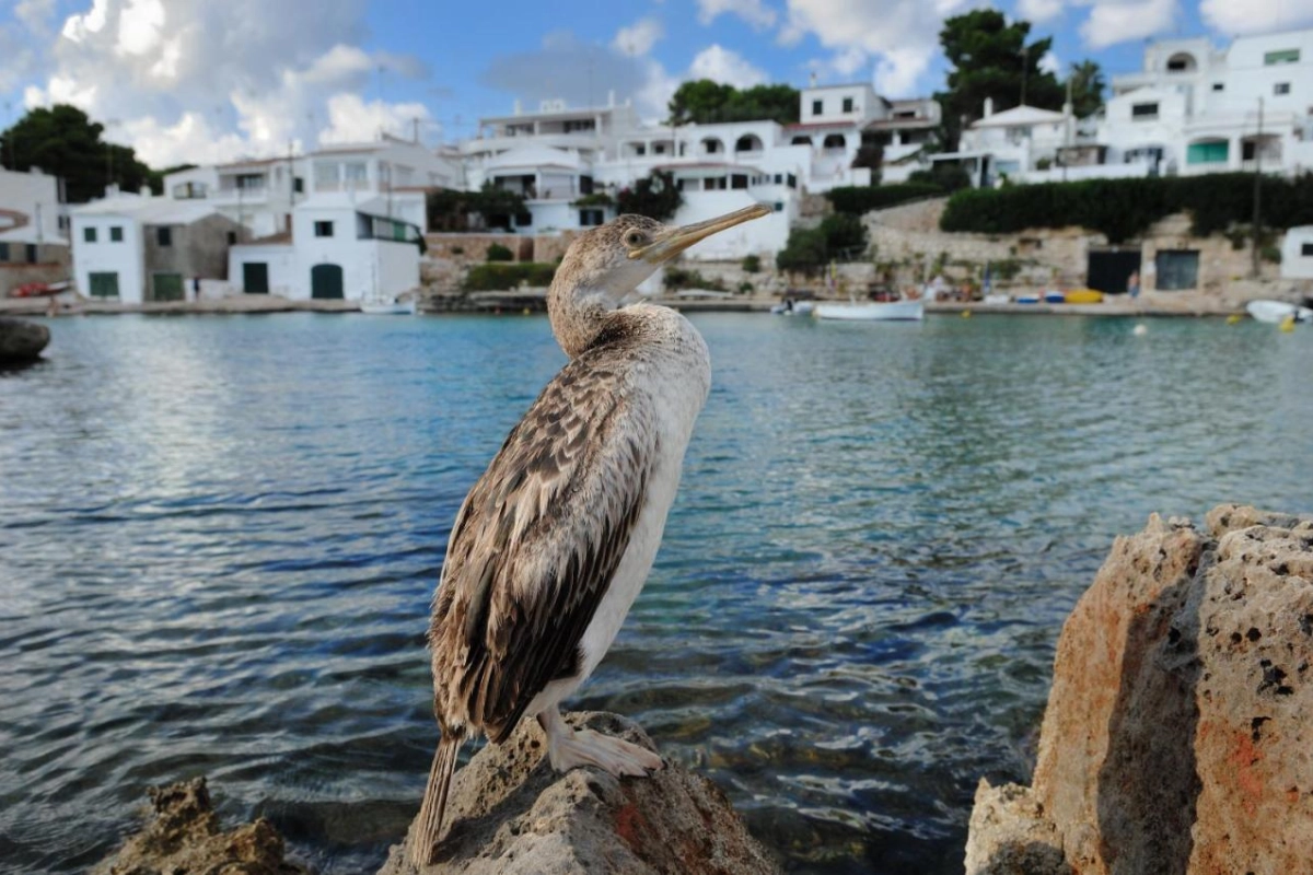 Alcaufar Vell - Hotel Photo 8