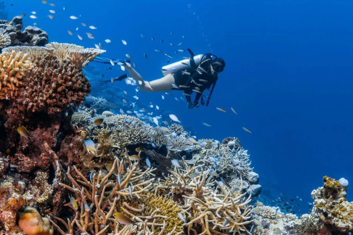 Park Hyatt Maldives Hadahaa - Hotel Photo 8