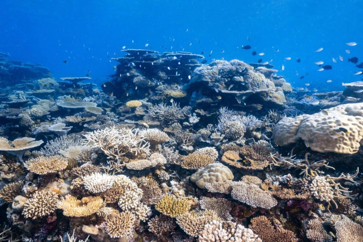 Park Hyatt Maldives Hadahaa - Hotel Photo 10