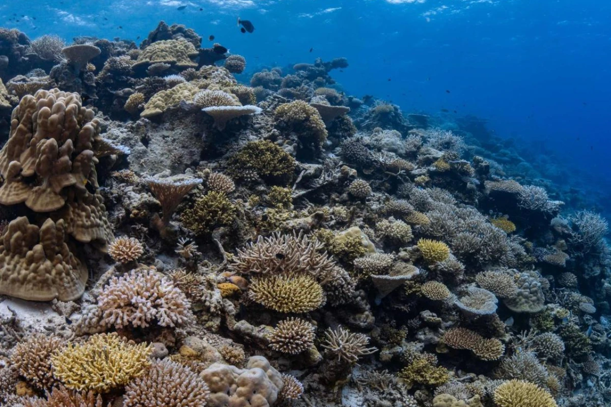 Park Hyatt Maldives Hadahaa - Hotel Photo 12