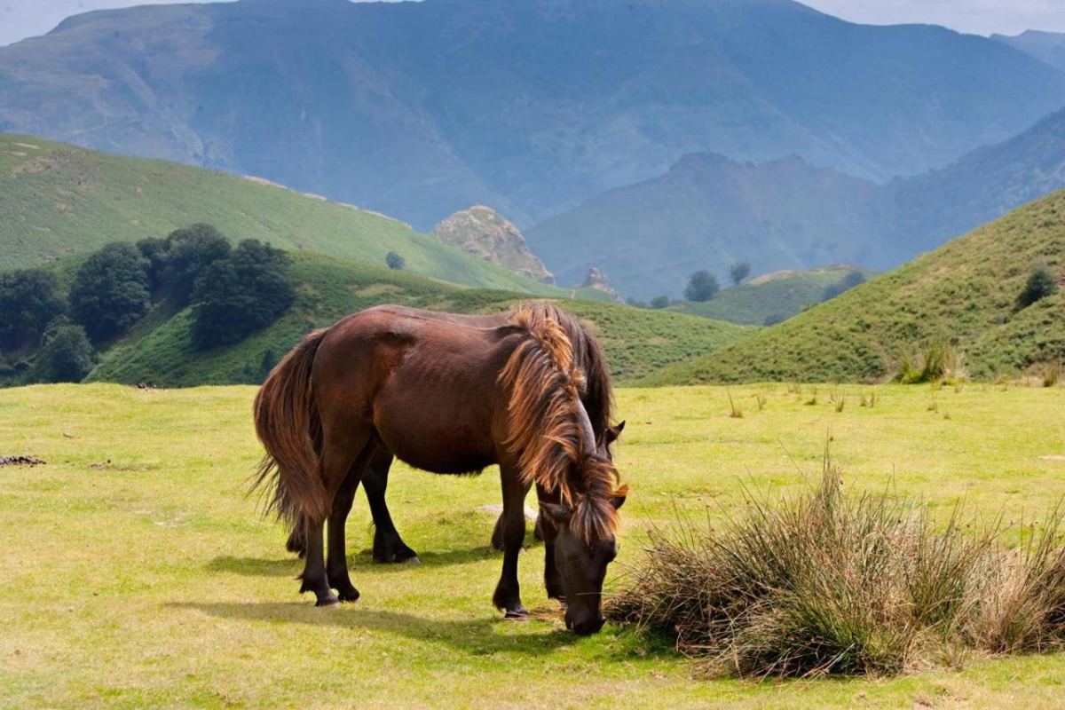 Auberge Ostape - Hotel Photo 24