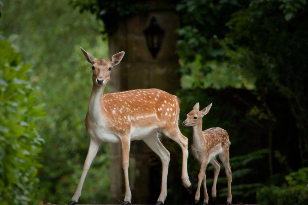 Ashdown Park Hotel & Country Club - Hotel Photo 20