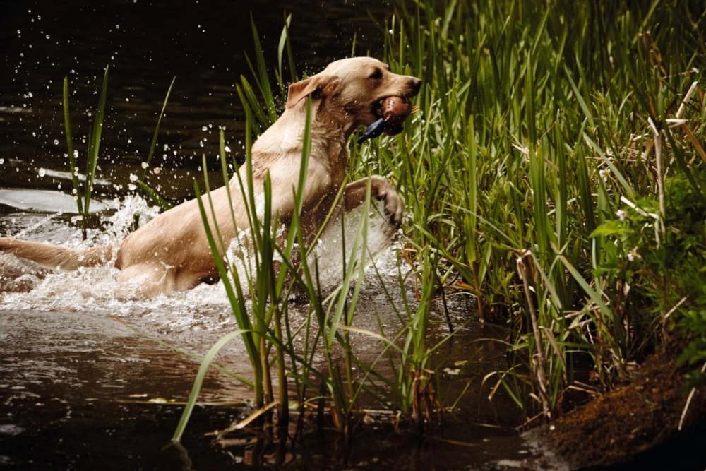 The Gleneagles Hotel - Hotel Photo 31