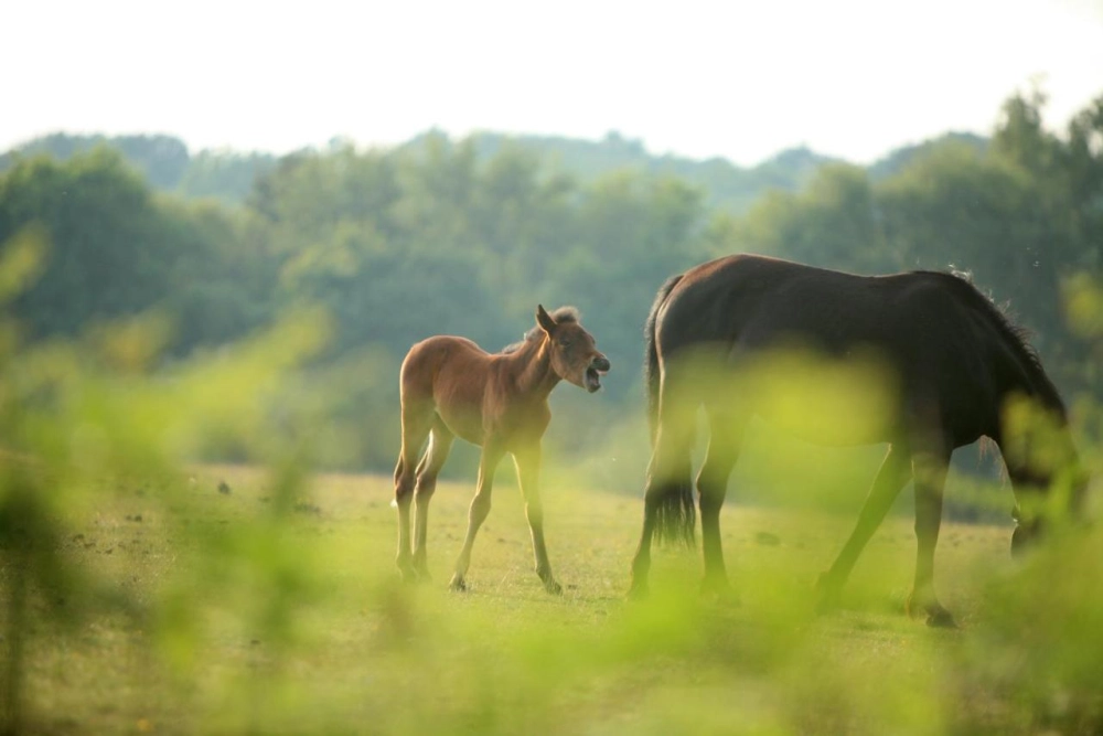 Balmer Lawn Hotel & Spa - Hotel Photo 20