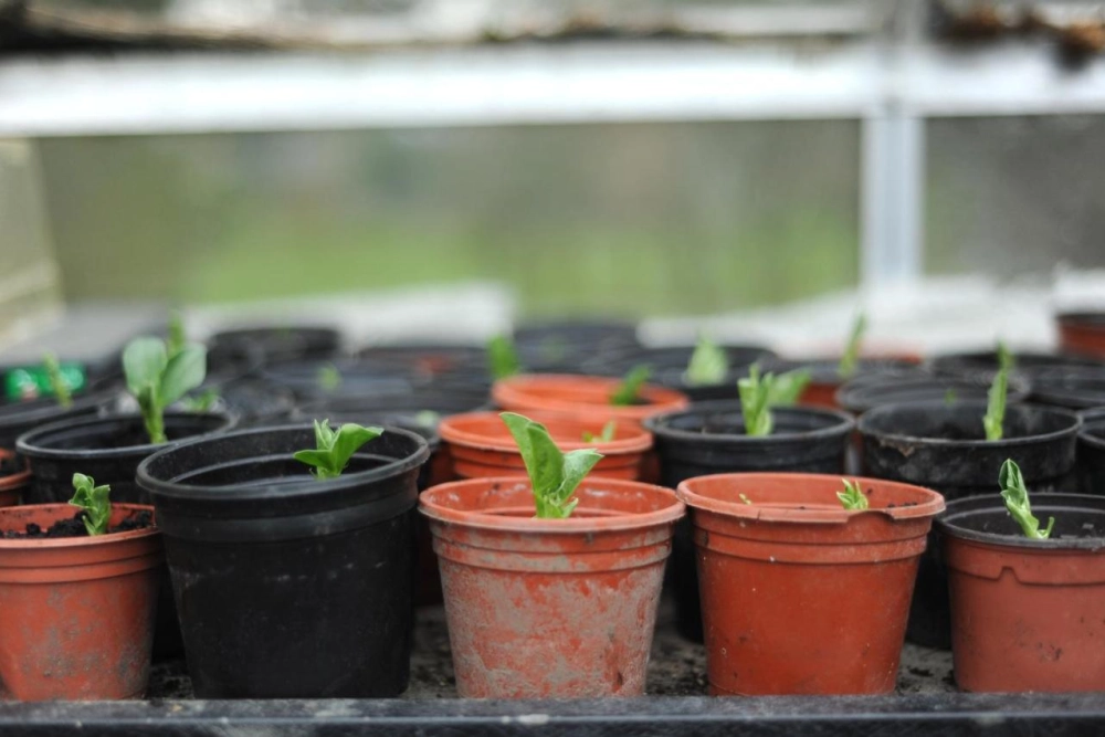 The Montagu Arms Hotel - Hotel Photo 37